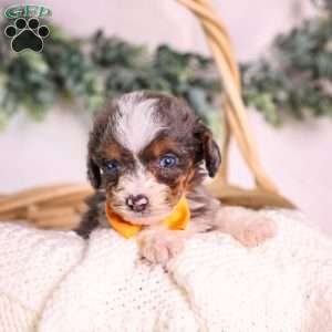 Murphy (tiny), Mini Bernedoodle Puppy